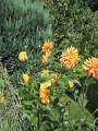 IMG_1085,(2)
