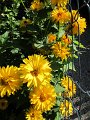 IMG_1180