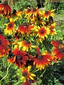 IMG_1186