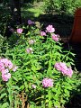 IMG_1192